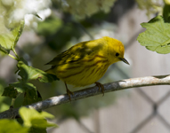 Yellow Warbler 6988